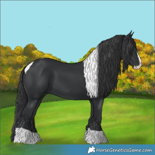 Horse Color:Black Splash Tobiano 