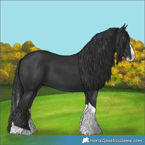 Horse Color:Black Splash Tobiano 