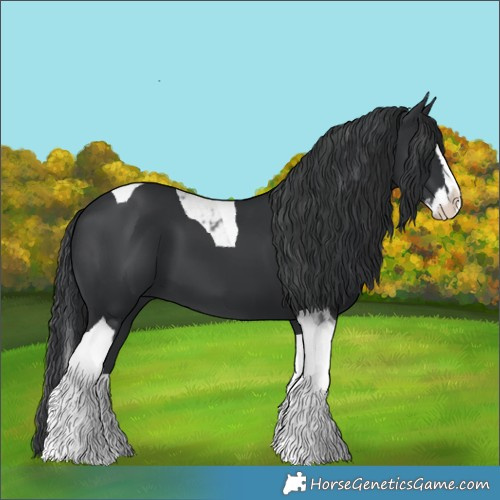 Horse Color:Black Splash Tobiano 