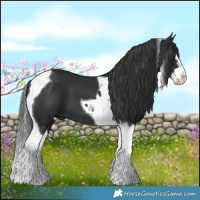 Horse Color:Black Splash Tobiano 