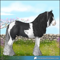 Horse Color:Black Splash Tobiano 