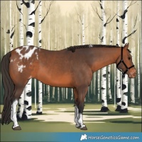 Horse Color:Bay Tobiano Appaloosa 