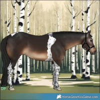 Horse Color:Gray Brown Tobiano 