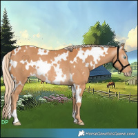 Horse Color:Gray White Spotted Cremello Rabicano