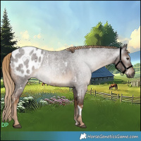 Horse Color:Gray White Spotted Chocolate Palomino Roan Blanket 