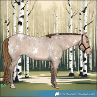 Horse Color:Gray White Spotted Perlino Roan