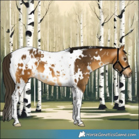 Horse Color:Gray White Spotted Buckskin Tobiano Blanket