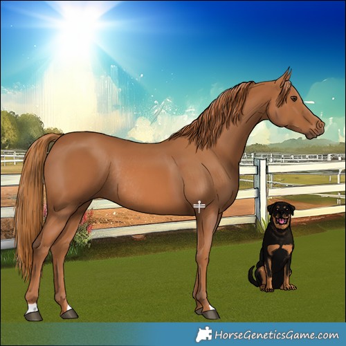 Horse Color:Chestnut Rabicano 