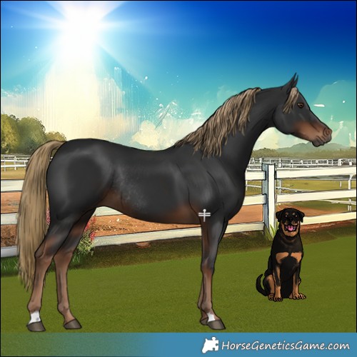 Horse Color:Gray Liver Chestnut Rabicano 
