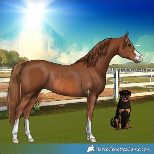 Horse Color:Chestnut Rabicano 