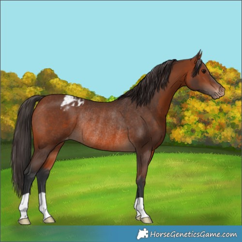 Horse Color:Bay Appaloosa Rabicano