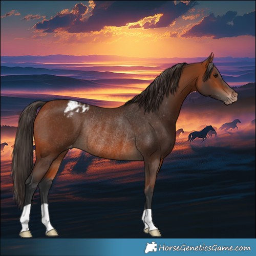 Horse Color:Bay Appaloosa Rabicano 