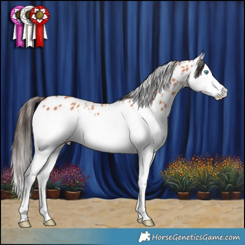 Horse Color:Bay Splash Appaloosa 