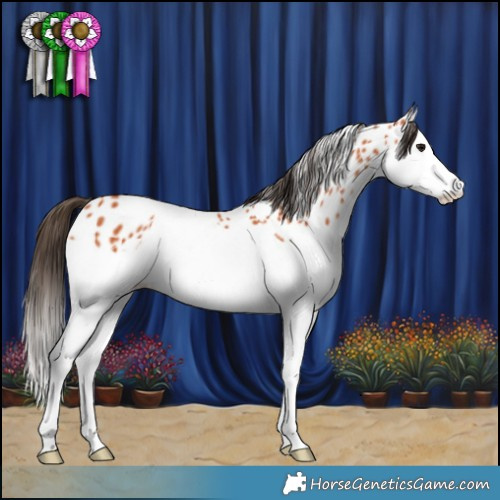 Horse Color:Bay Splash Appaloosa