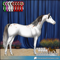 Horse Color:Bay Splash Appaloosa 