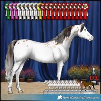 Horse Color:Bay Splash Appaloosa 