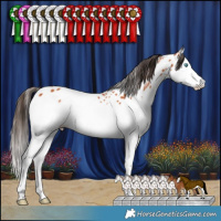 Horse Color:Bay Splash Appaloosa