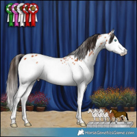 Horse Color:Bay Splash Appaloosa