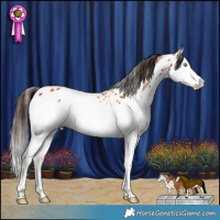 Horse Color:Bay Splash Appaloosa 