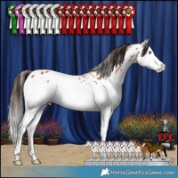 Horse Color:Bay Splash Appaloosa 
