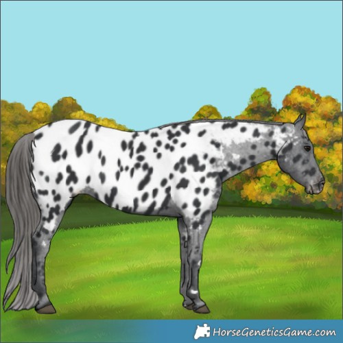 Horse Color:Black Appaloosa 