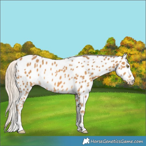 Horse Color:Palomino Appaloosa 