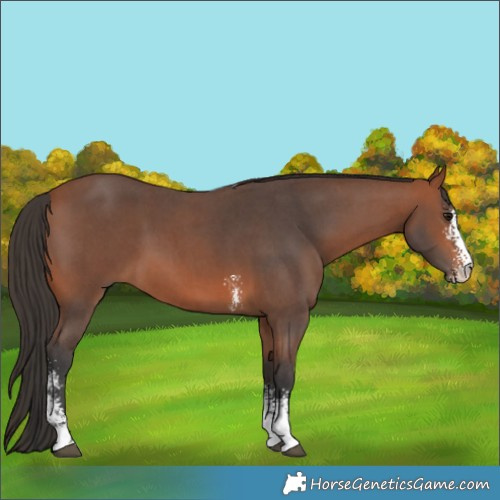 Horse Color:Bay Sabino 