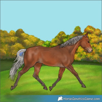 Horse Color:Silver Bay 