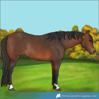 Horse Color:Bay Rabicano 