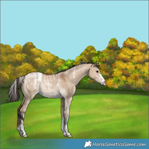 Horse Color:Powder White Bay Dun 