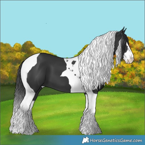 Horse Color:Black Splash Tobiano