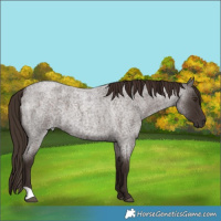 Horse Color:Liver Red Roan 