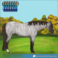 Horse Color:Liver Red Roan