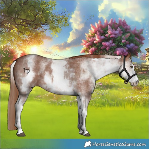 Horse Color:White Spotted Chestnut Sabino 