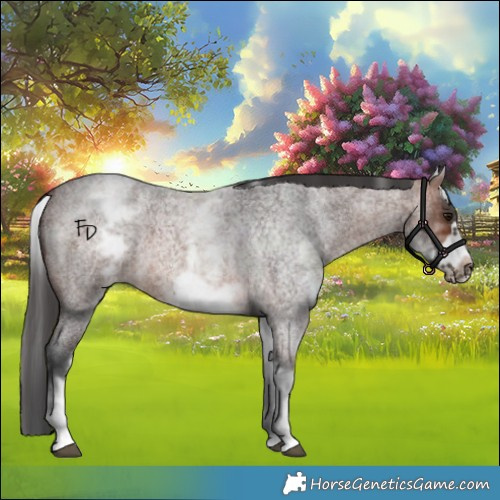 Horse Color:White Spotted Brown Roan Frame 