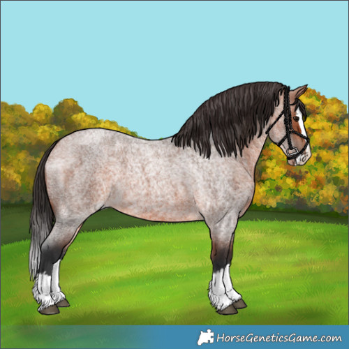 Horse Color:Bay Roan Splash 