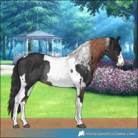 Horse Color:Liver Chestnut Tobiano Rabicano  and Brown Tobiano Rabicano 