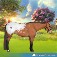 Horse Color:Bay Snowcap 