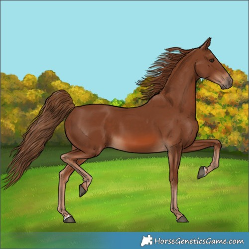 Horse Color:Chestnut 