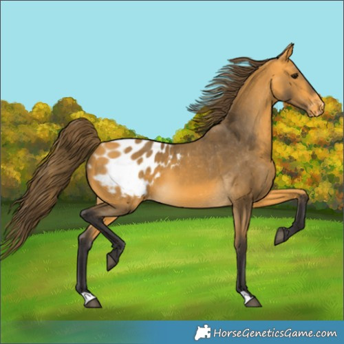 Horse Color:Buckskin Appaloosa