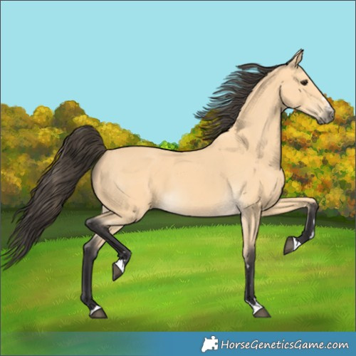 Horse Color:Buckskin 