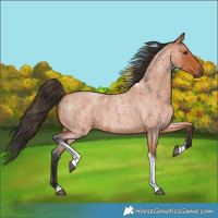 Horse Color:Bay Roan Tobiano 
