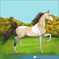Horse Color:Buckskin Dun Tobiano 