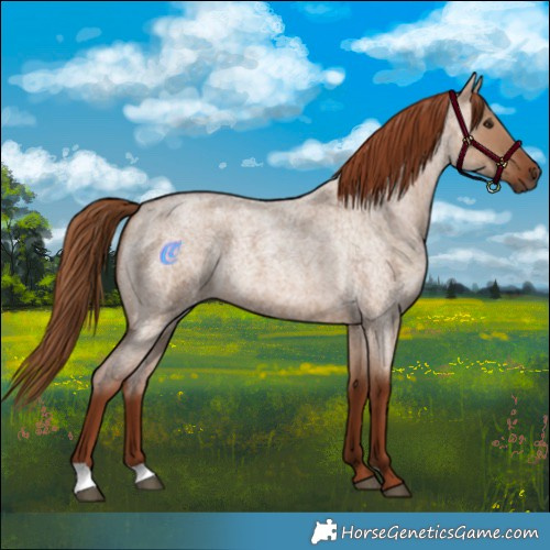 Horse Color:Red Dun Roan 