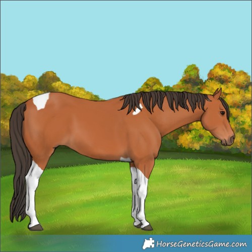 Horse Color:Bay Tobiano 
