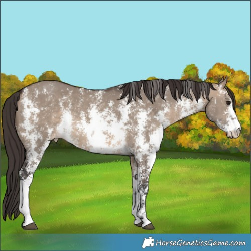 Horse Color:Brown Dun Sabino Varnish