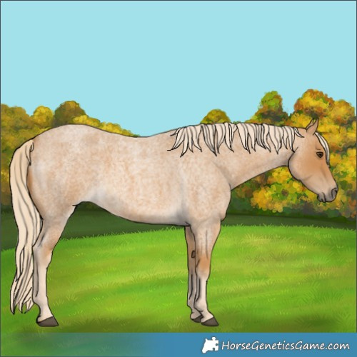 Horse Color:Palomino Roan 