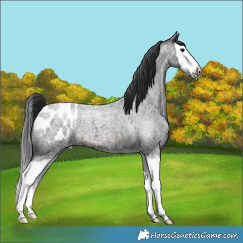 Horse Color:Brown Roan Splash Appaloosa 