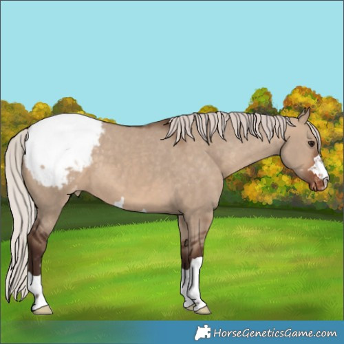 Horse Color:Silver Brown Dun Appaloosa