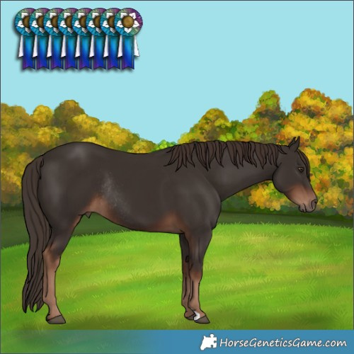 Horse Color:Liver Chestnut Rabicano 